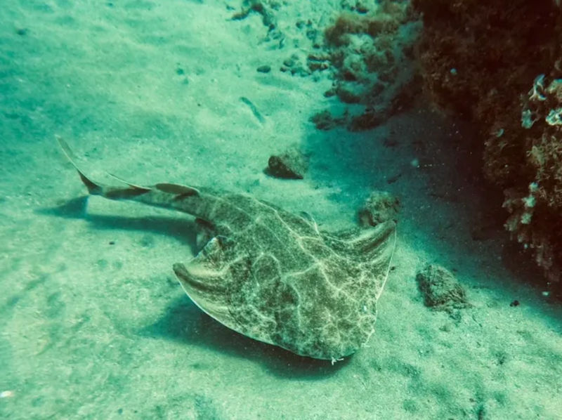 Requin ange